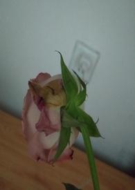 渣女的惩罚在线阅读小爱