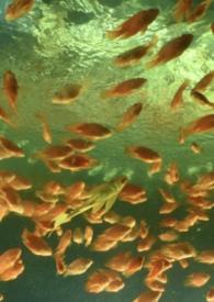 非正常性行为的法律认定