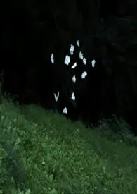 兄妹骨科推荐鲜鱼